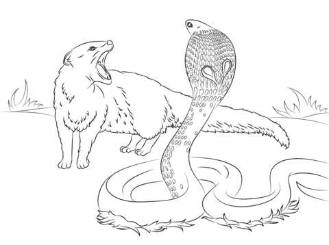 Cobra Vs  Mongoose Coloring Page